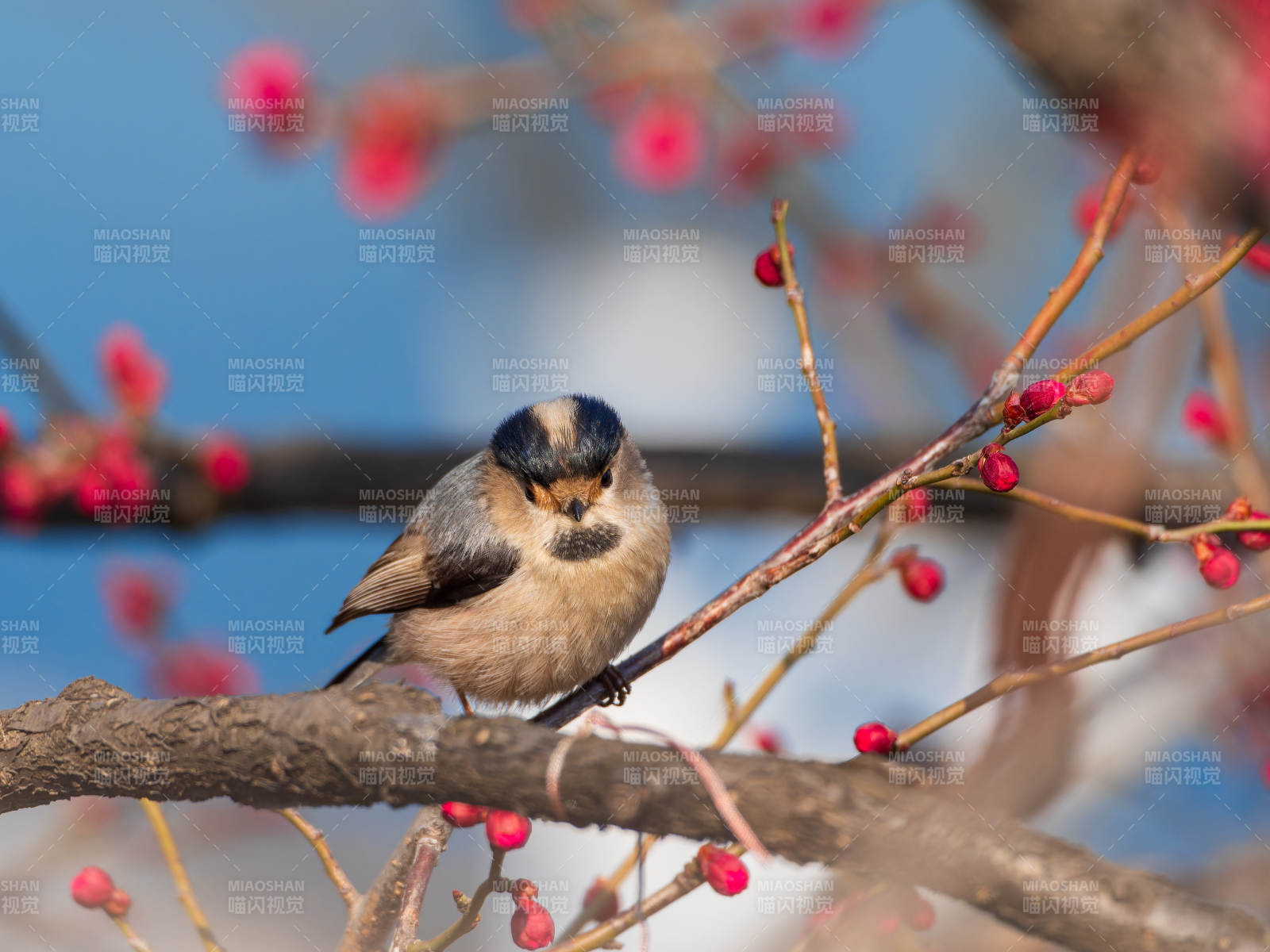 梅花与银喉长尾山雀图片