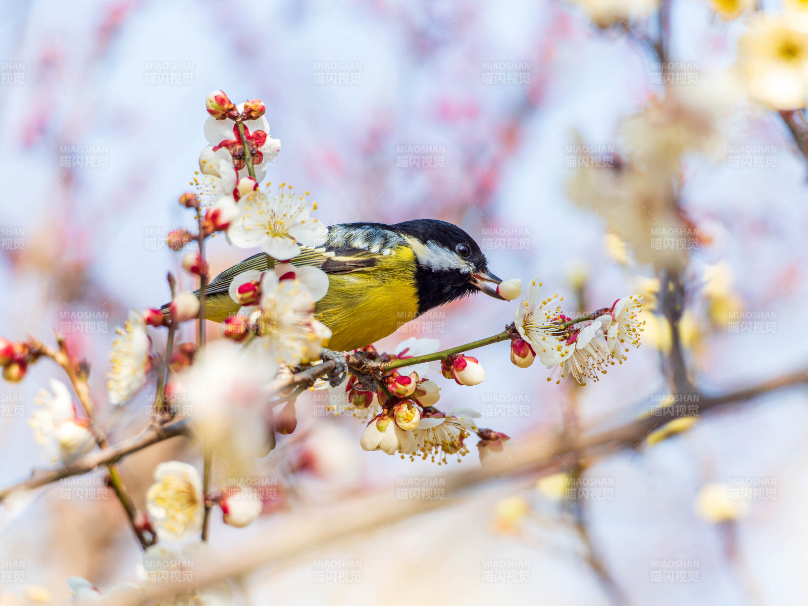 梅花与黄腹山雀图片