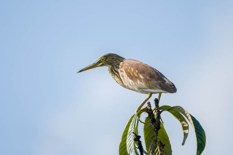 池鹭栖息枝头望向远方图片