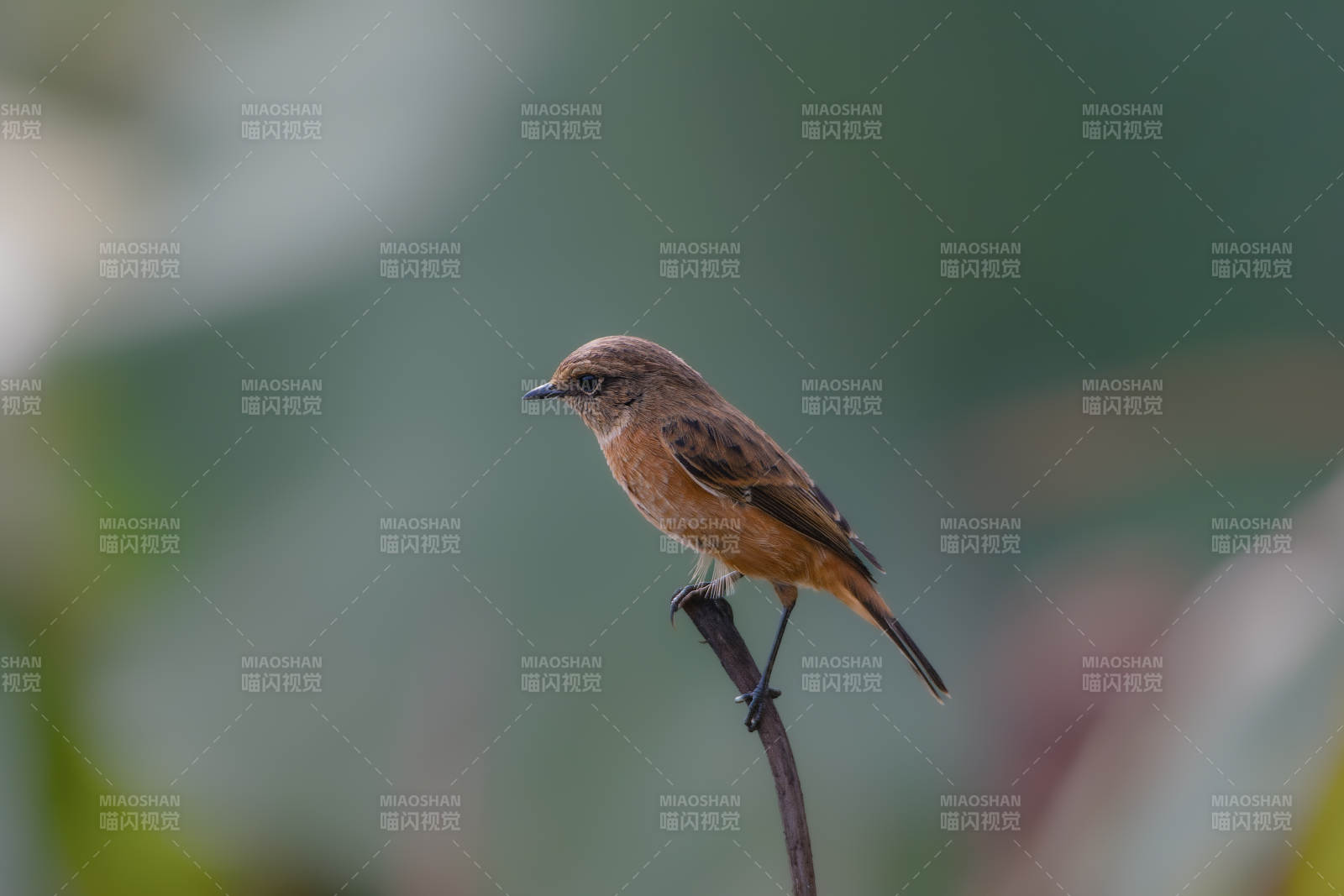 东亚石䳭栖息枝头图片