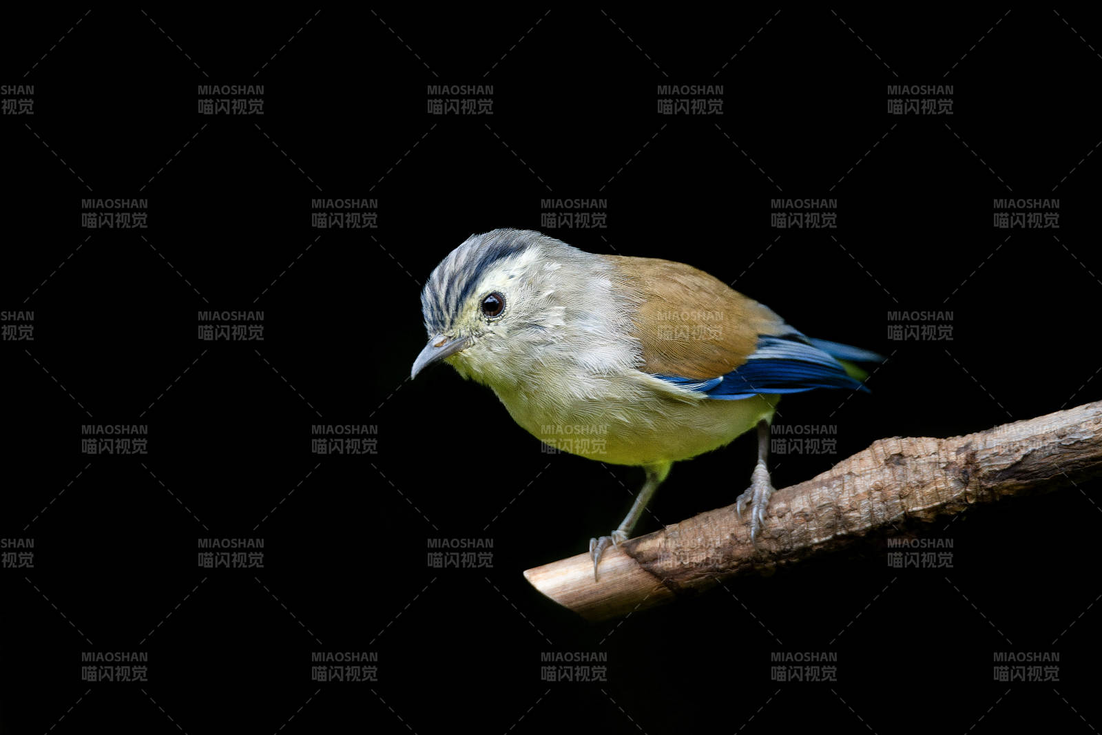 蓝翅希鹛栖枝头图片