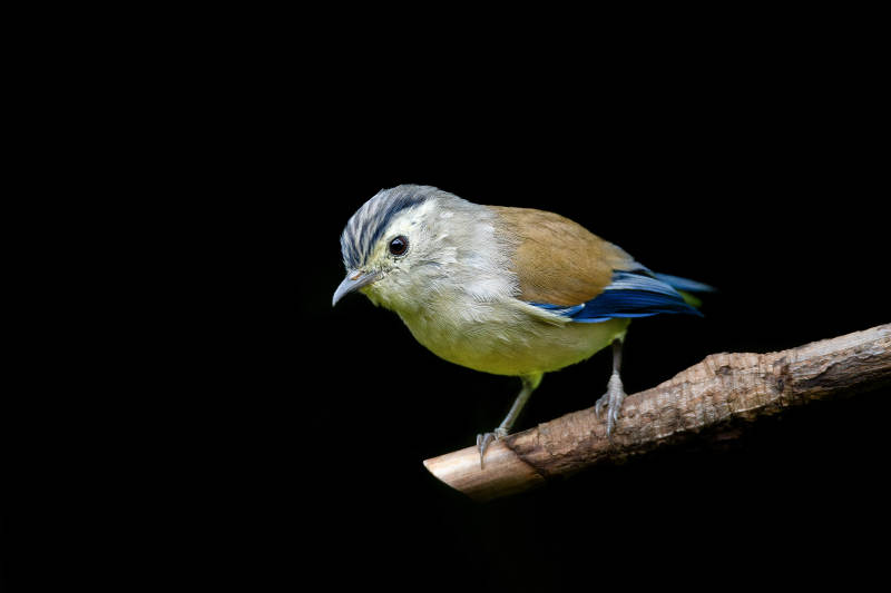 蓝翅希鹛栖枝头图片
