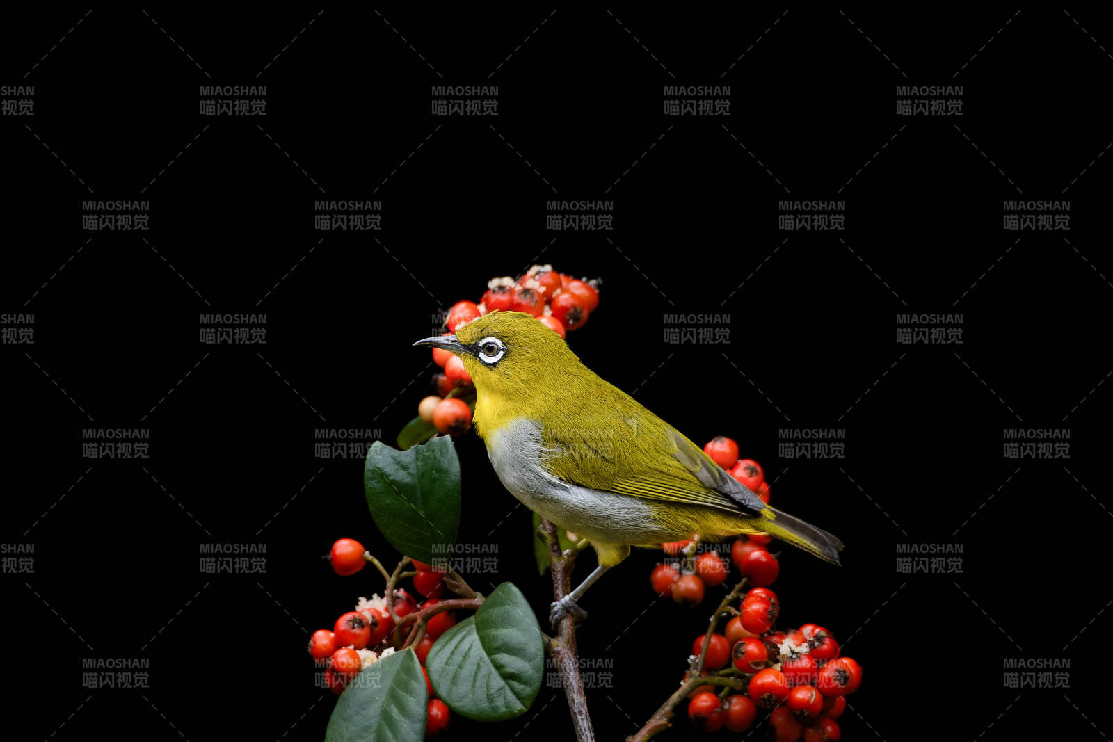 绣眼鸟啄红果图片