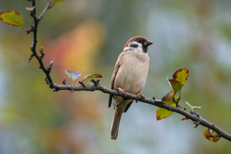 麻雀栖息枝头图片