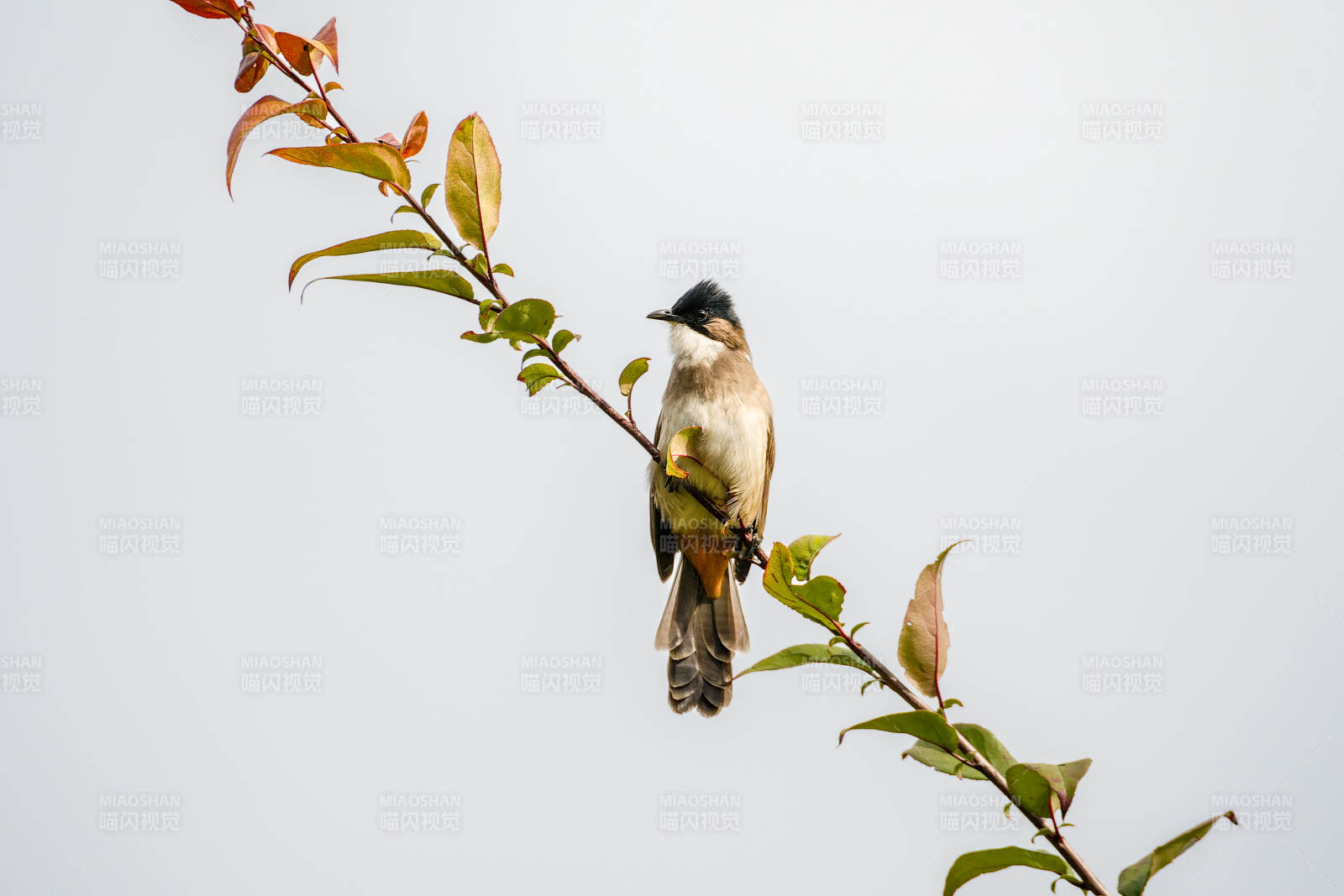 黄臀鹎栖息枝头图片