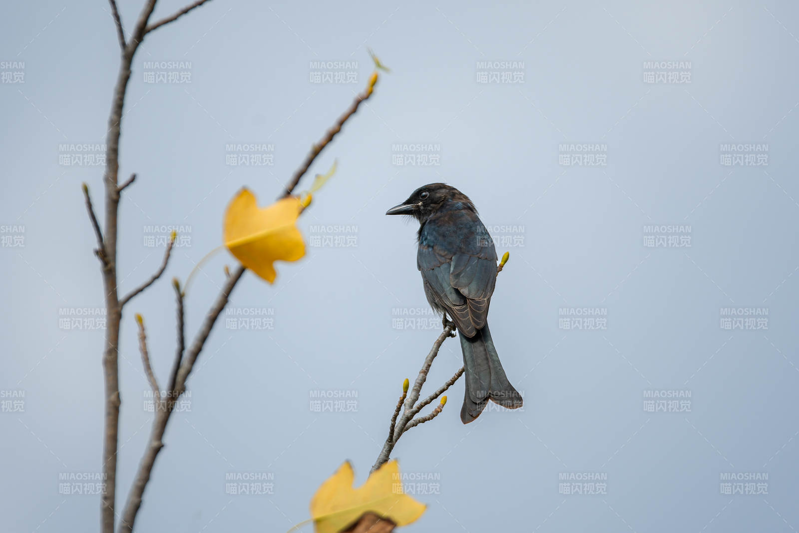 黑卷尾栖息枝头图片