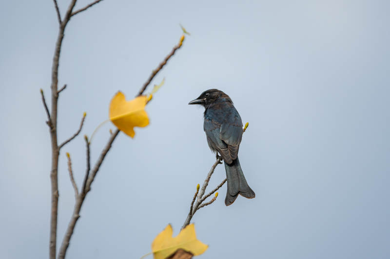 黑卷尾栖息枝头图片