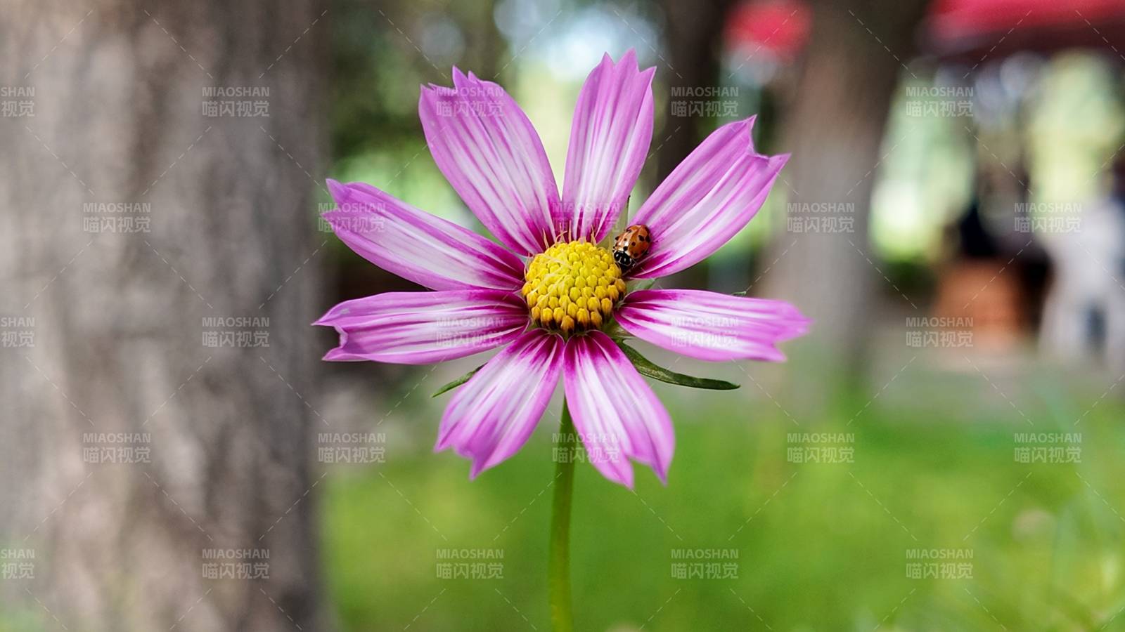 紫花上的小蜜蜂图片