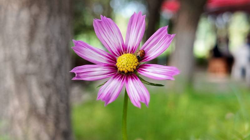 紫花上的小蜜蜂图片
