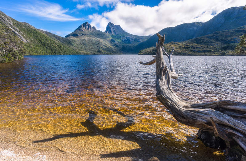 塔斯马尼亚摇篮山鸽子湖畔枯木图片
