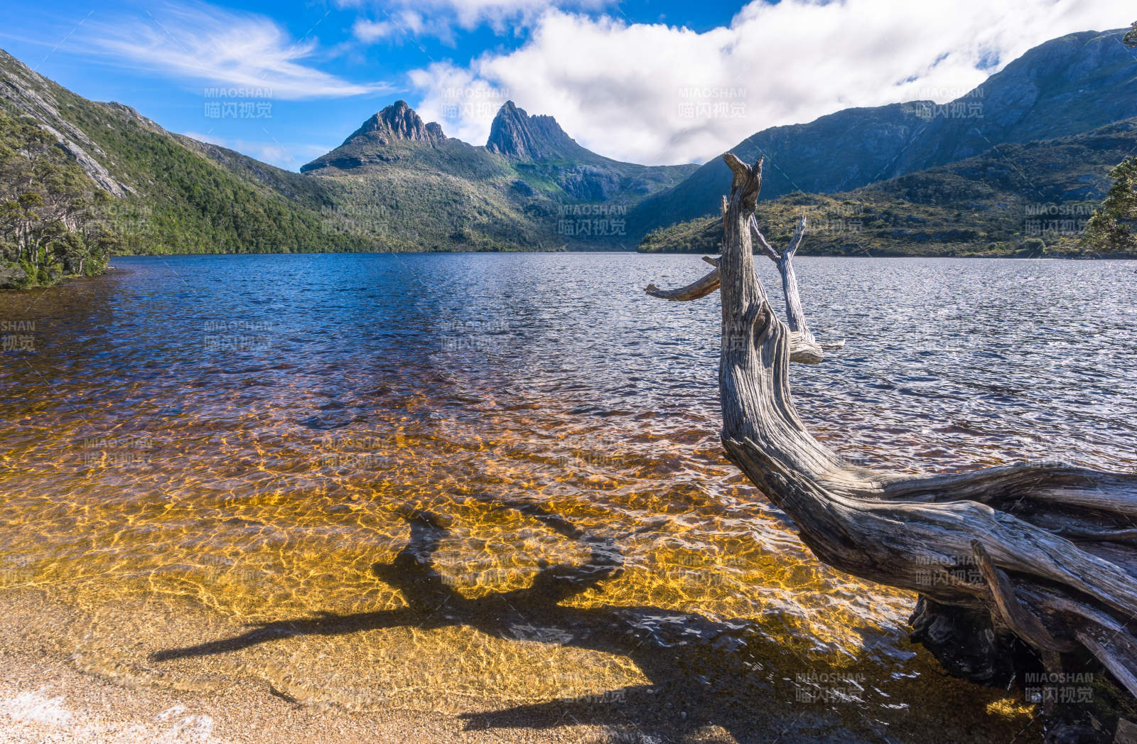 塔斯马尼亚摇篮山鸽子湖畔枯木图片