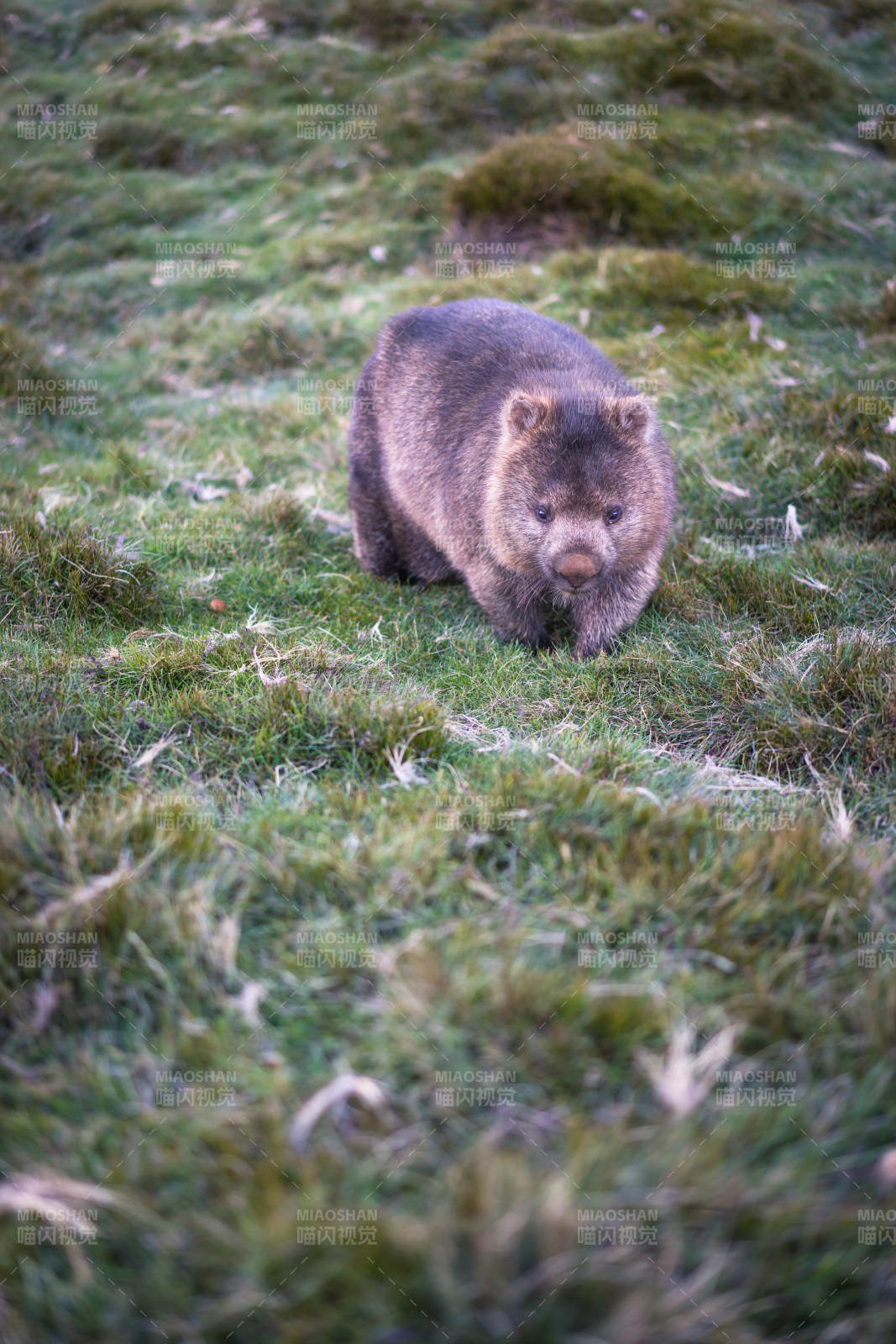 袋熊在草地上行走图片