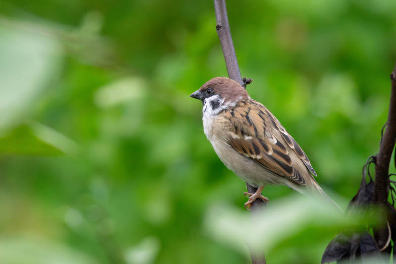 麻雀栖枝绿意中图片