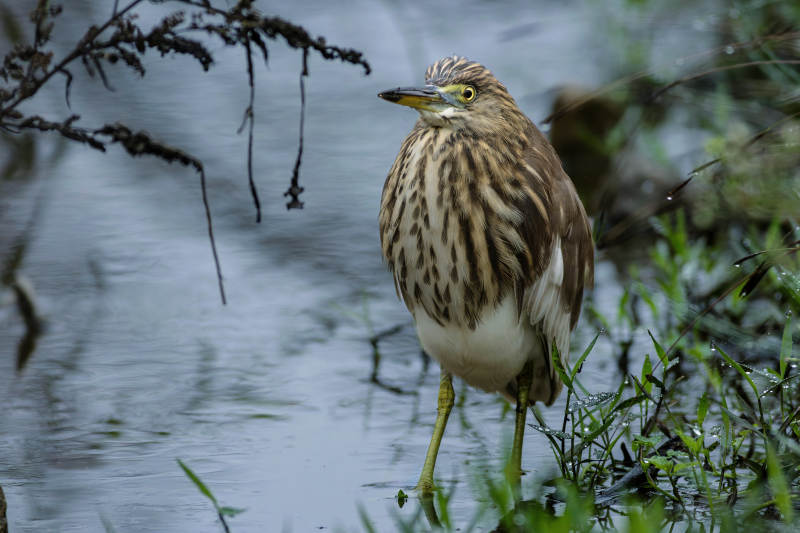 池鹭静立水边图片