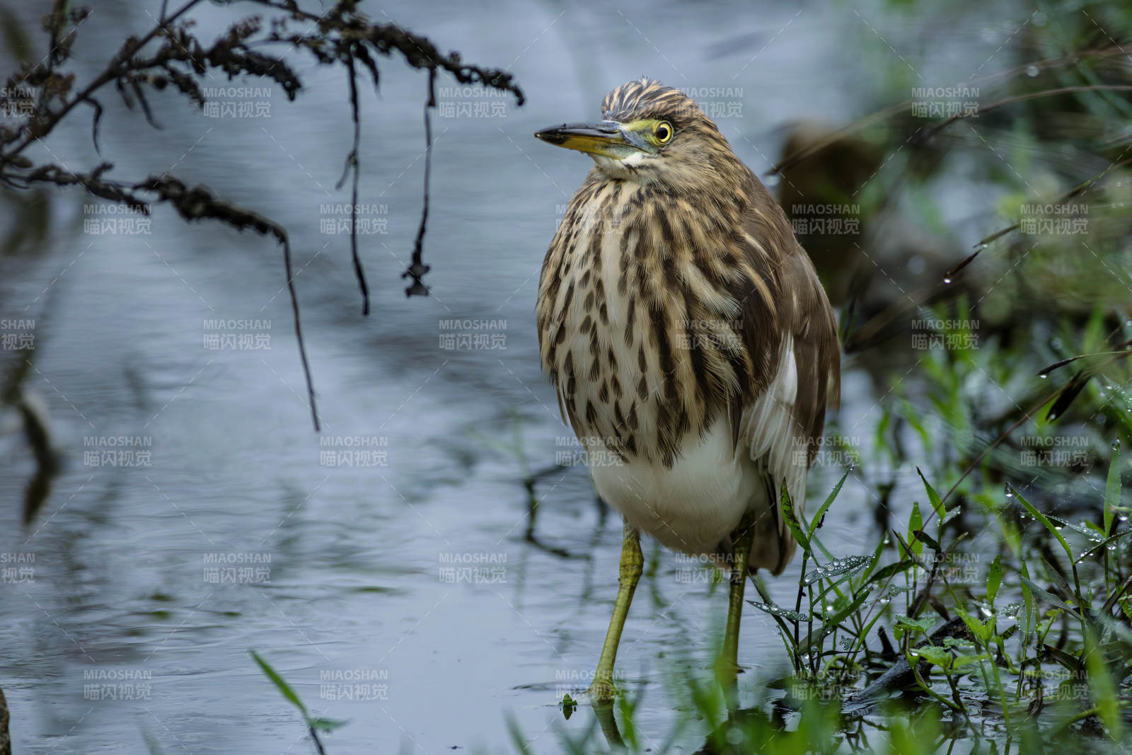 池鹭静立水边图片
