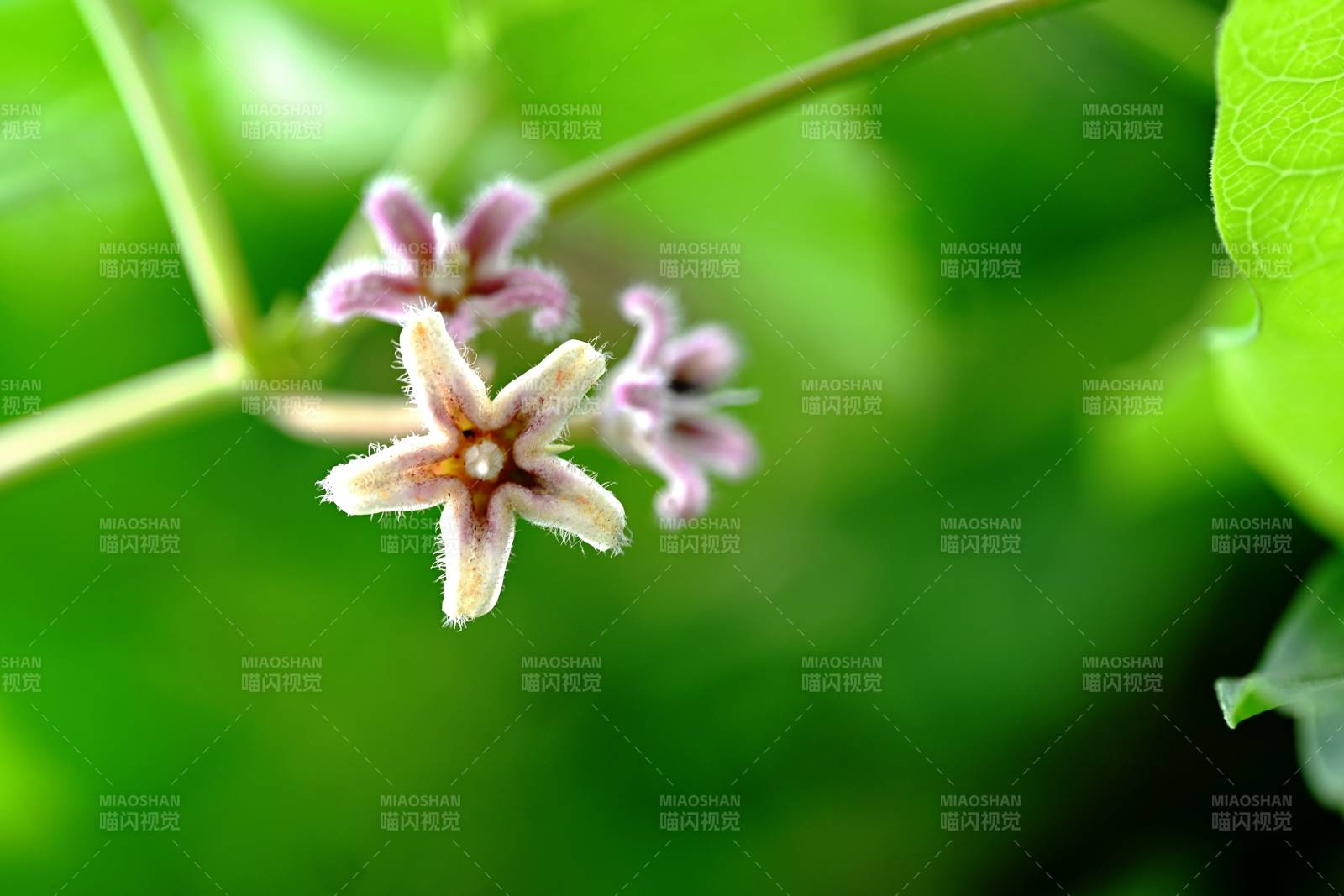 萝藦花绽放枝头图片