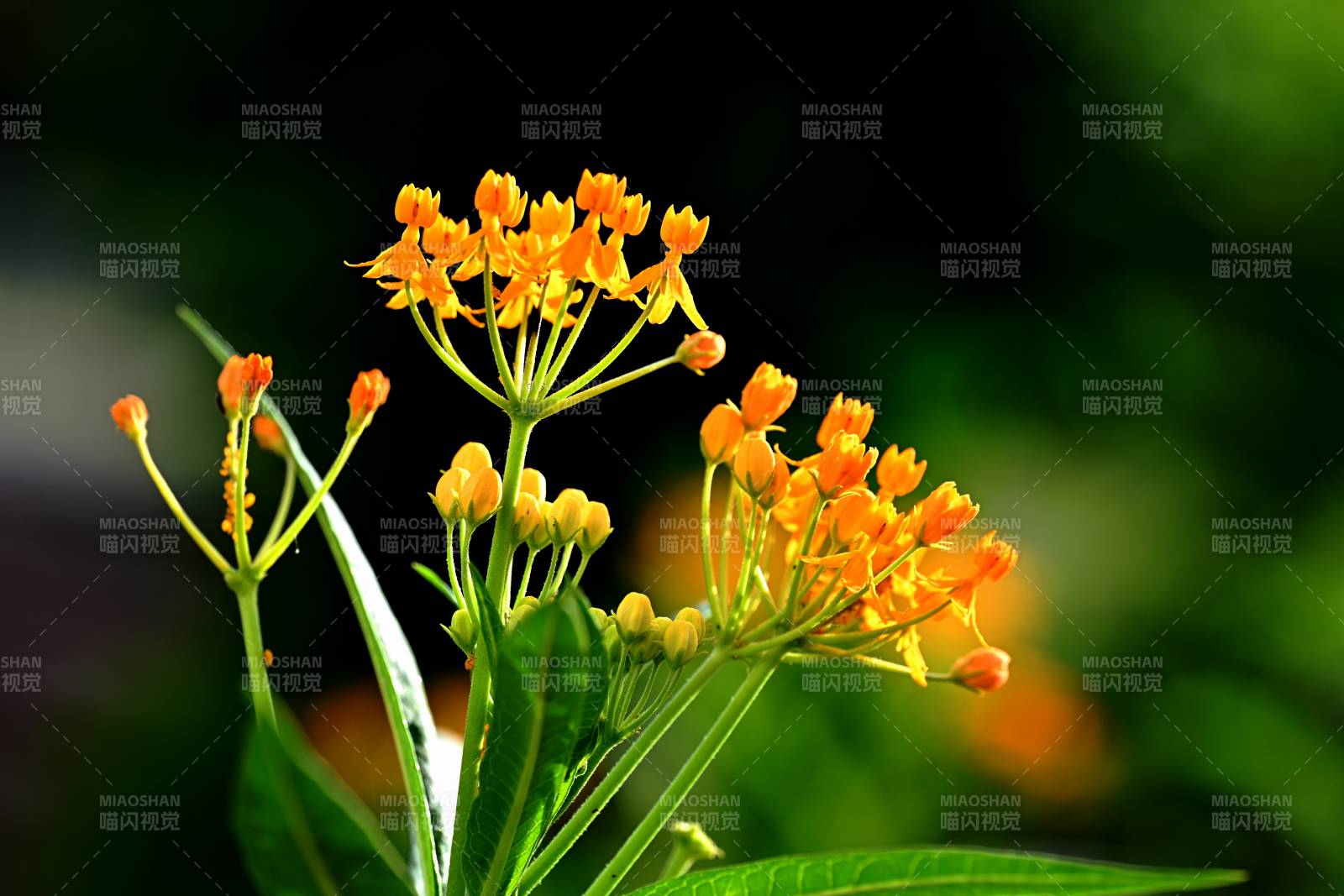 橙色马利筋花绽放图片