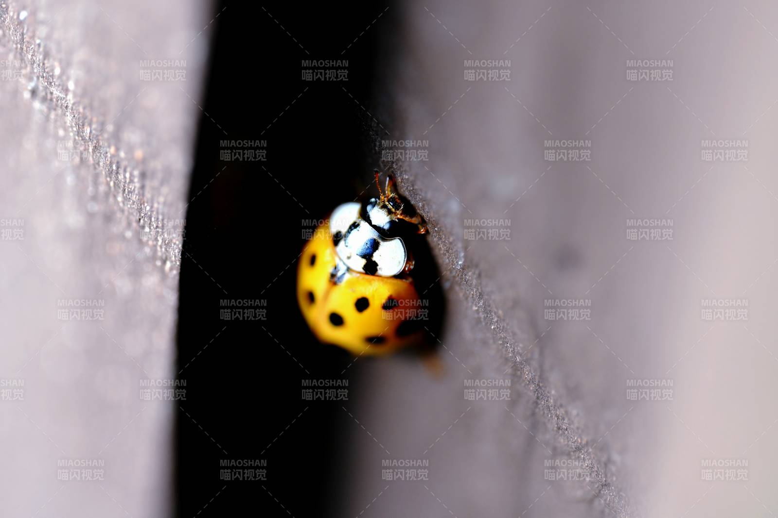 黄瓢虫探头图片