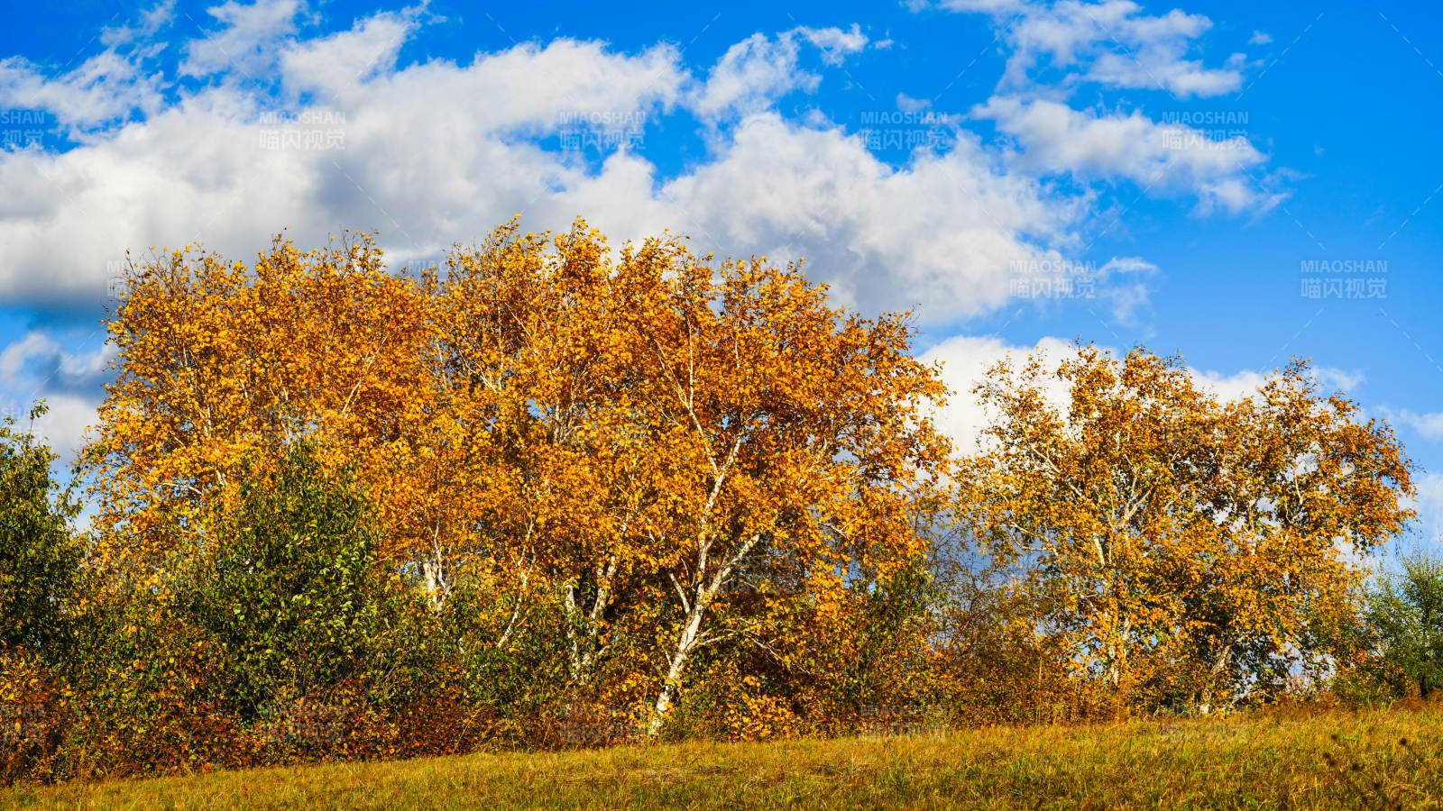 乌兰布统秋日金叶林景图片