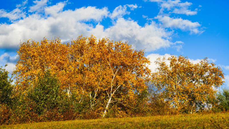 乌兰布统秋日金叶林景图片