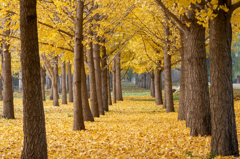 金秋银杏林图片