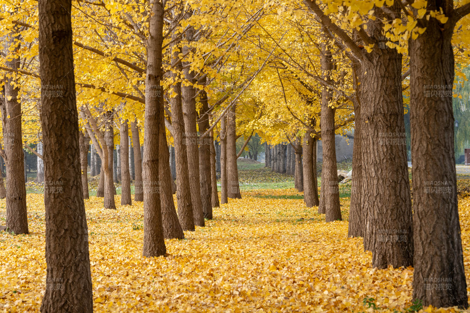金秋银杏林图片