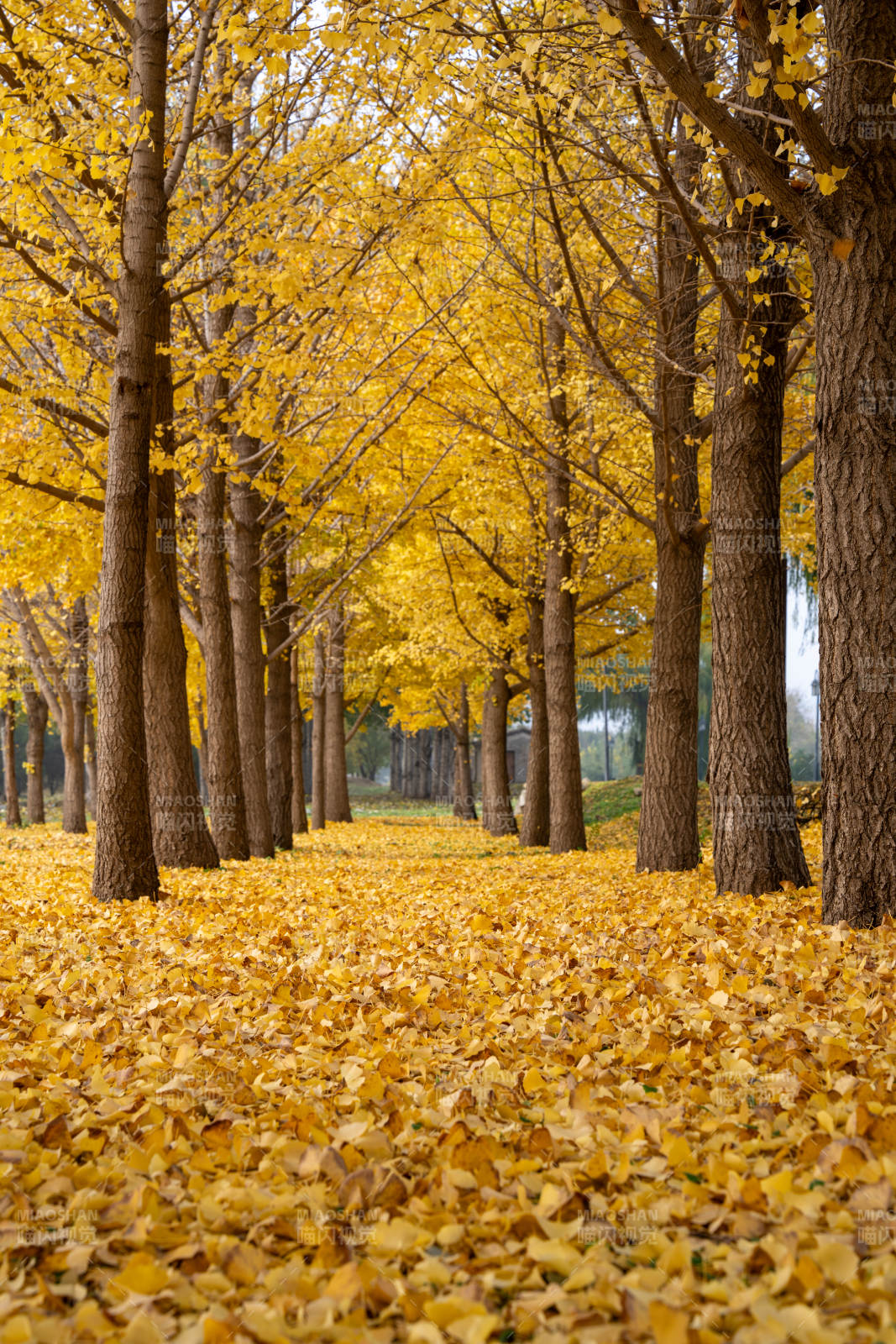 金秋银杏林图片