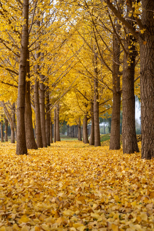 金秋银杏林图片