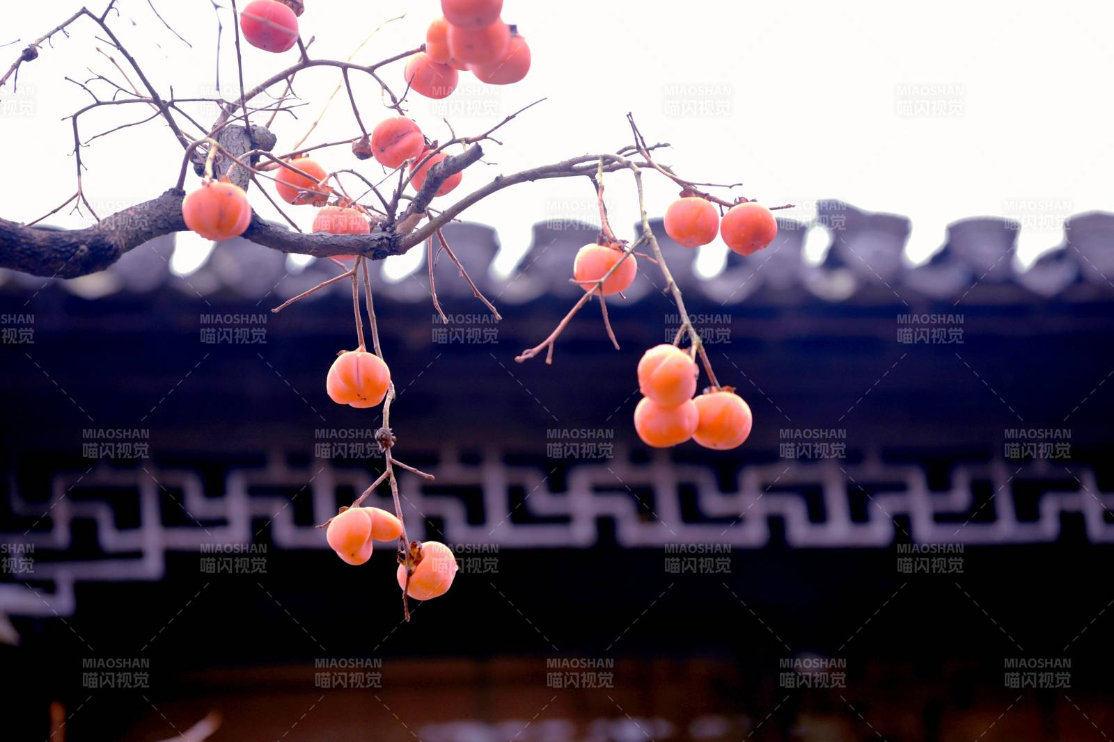 柿子挂枝头图片