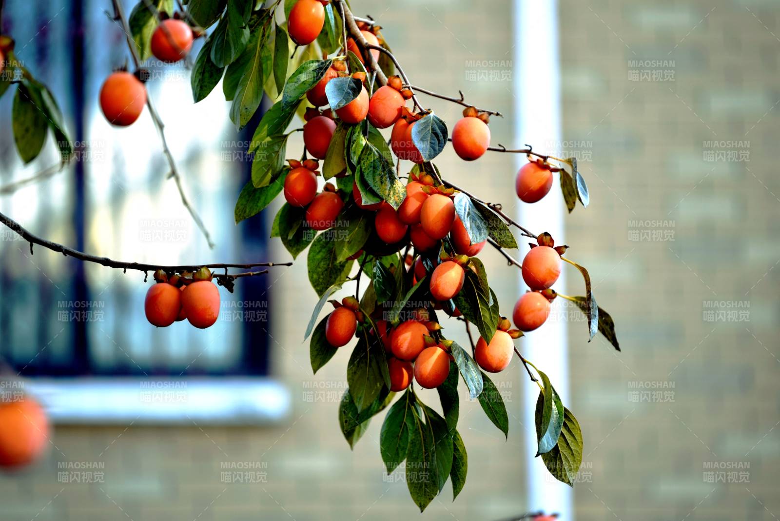 柿子挂枝头图片