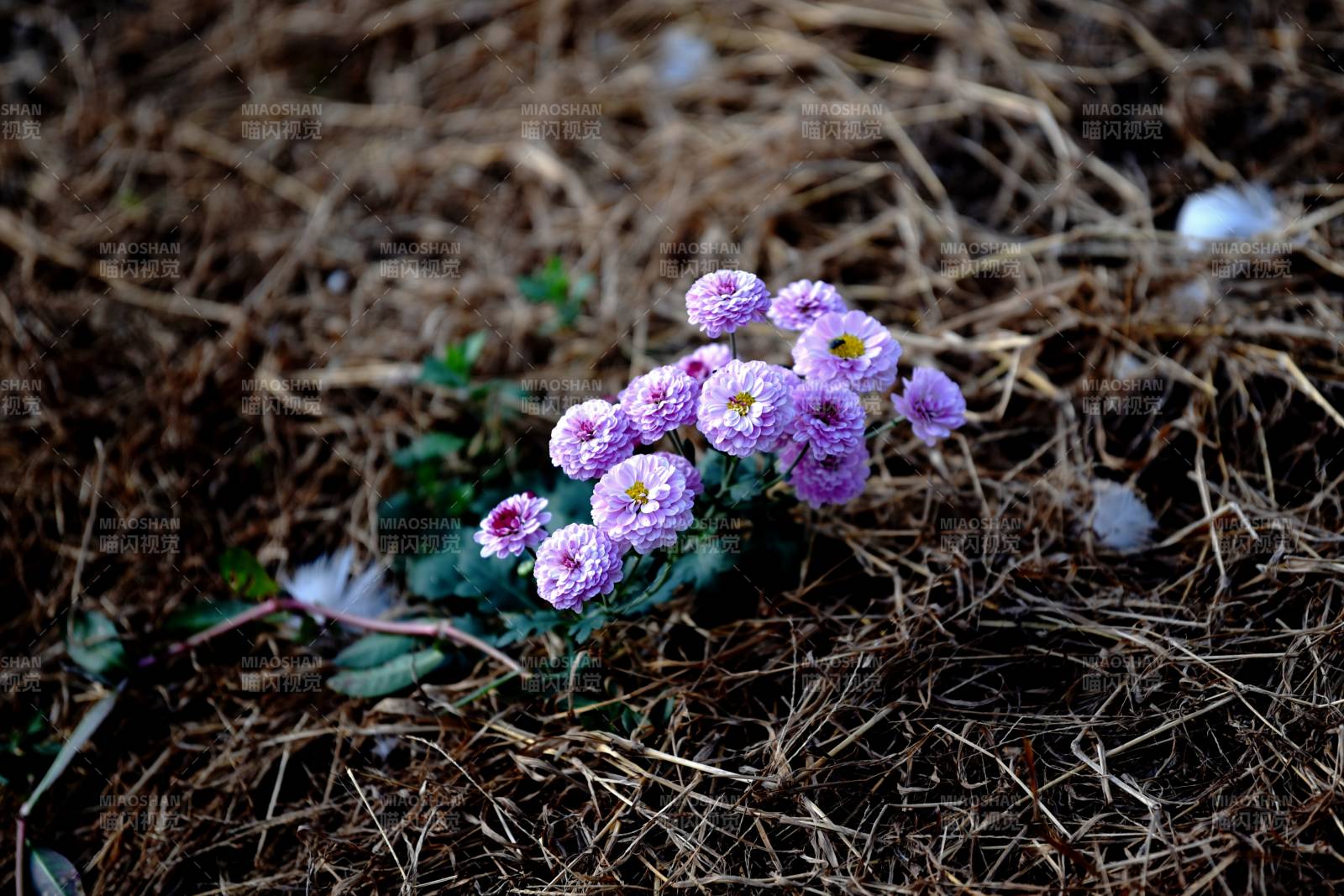 紫菊绽放于枯草间图片