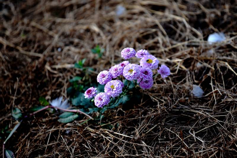 紫菊绽放于枯草间图片