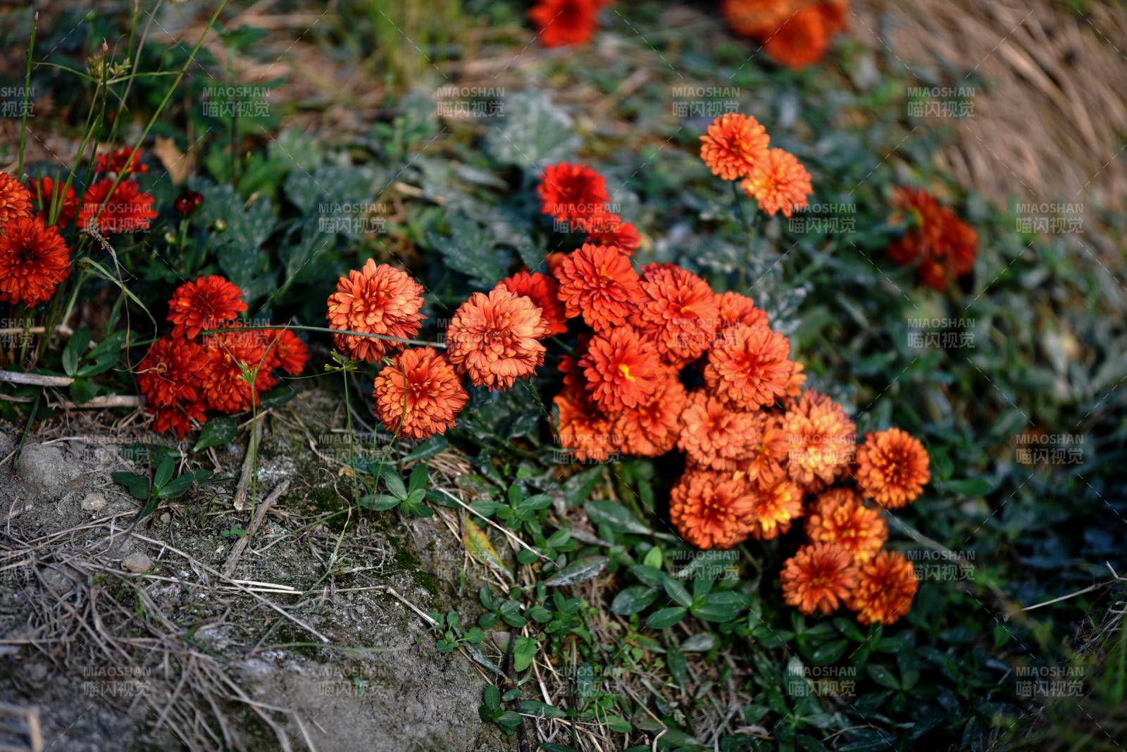 橙色小花丛生图片