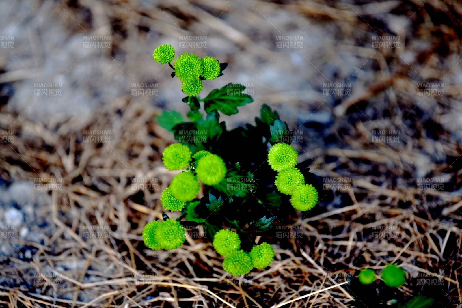绿绒球花丛图片