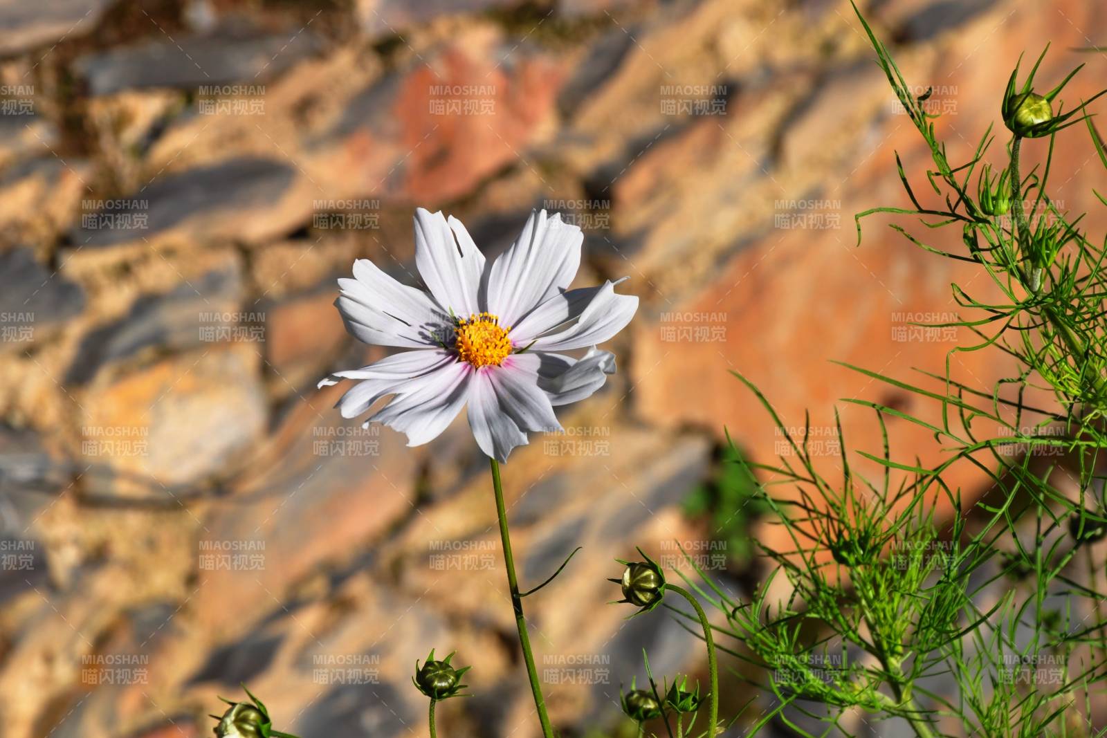 秋英绽放石墙前图片