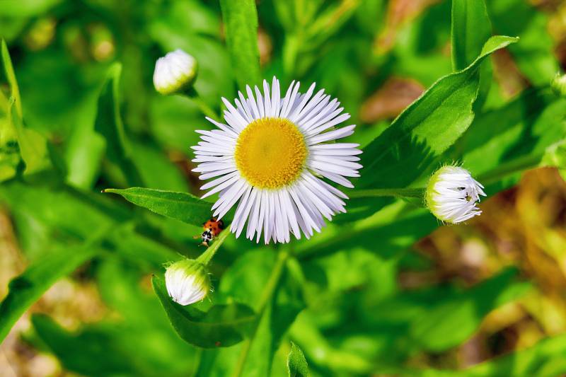雏菊与瓢虫图片