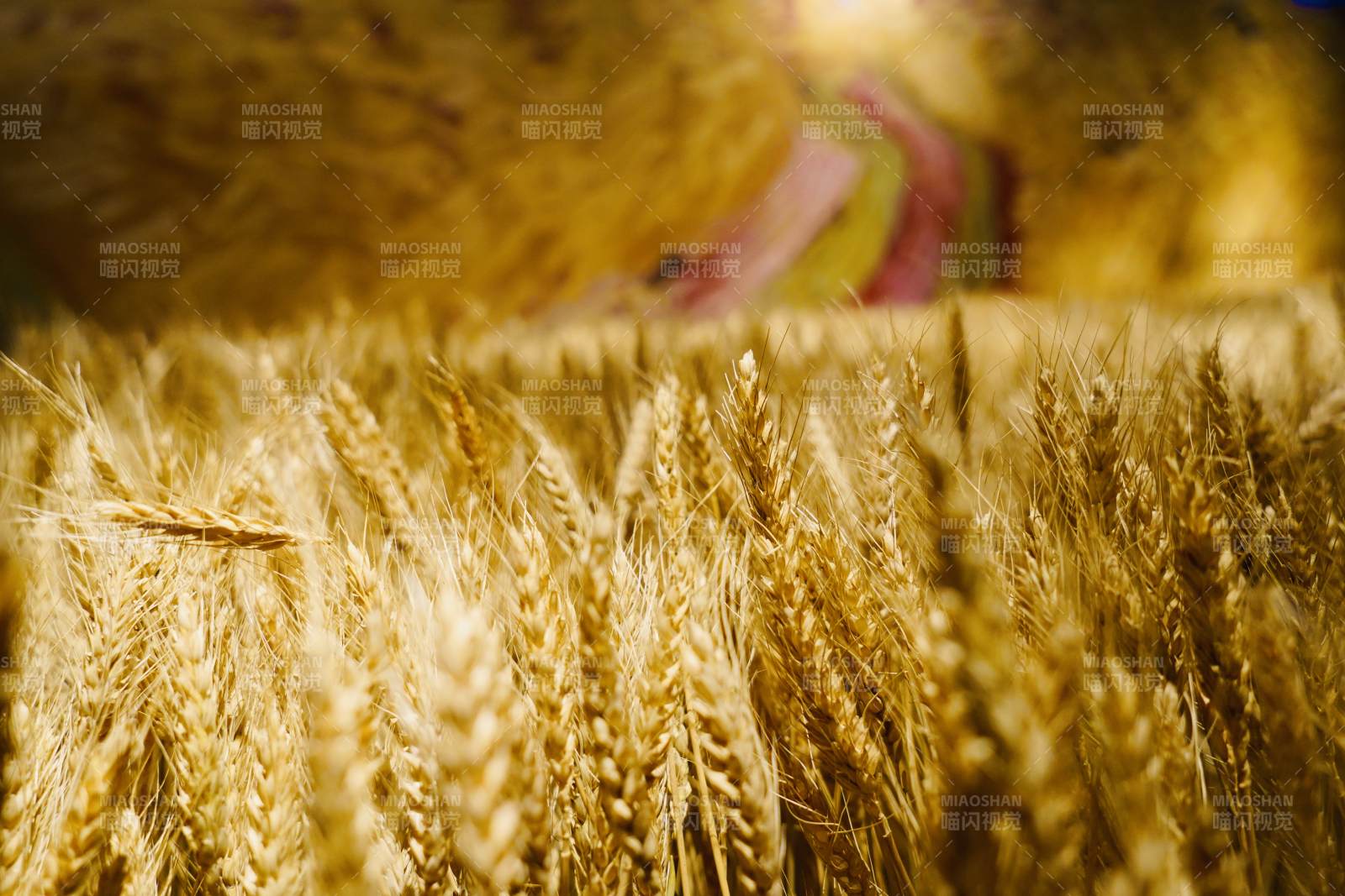 金黄麦浪迎风舞图片