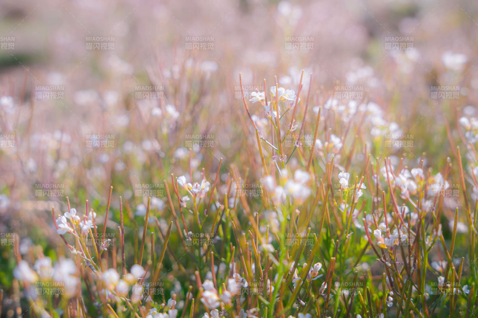 野花盛开的田野图片