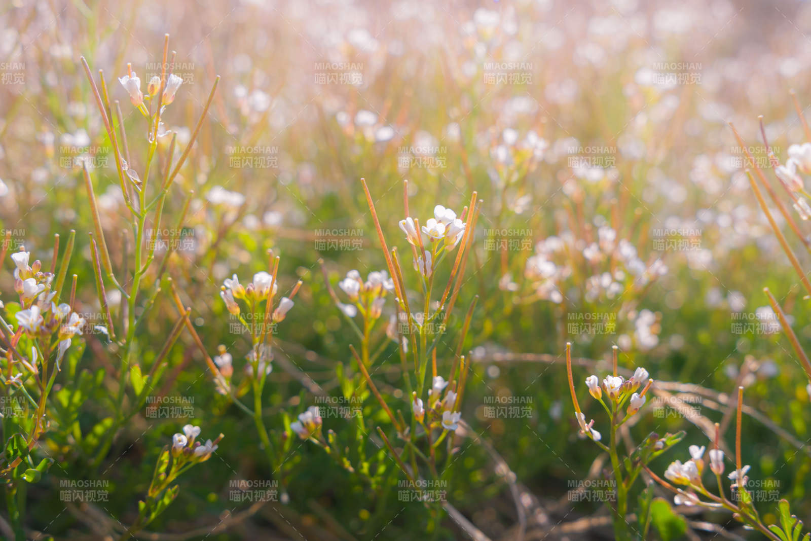 野花绽放春日美景图片