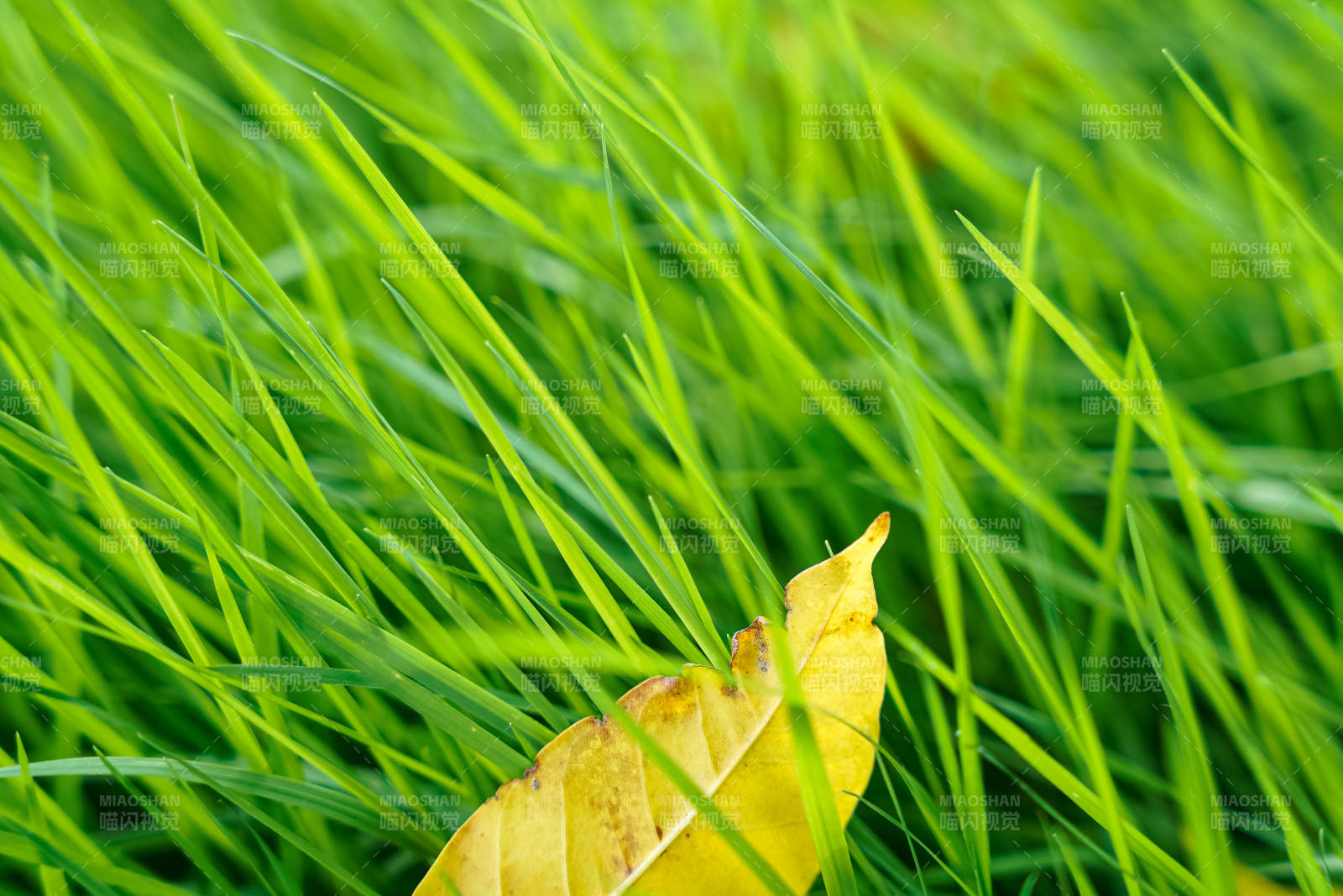 绿草中的黄叶图片