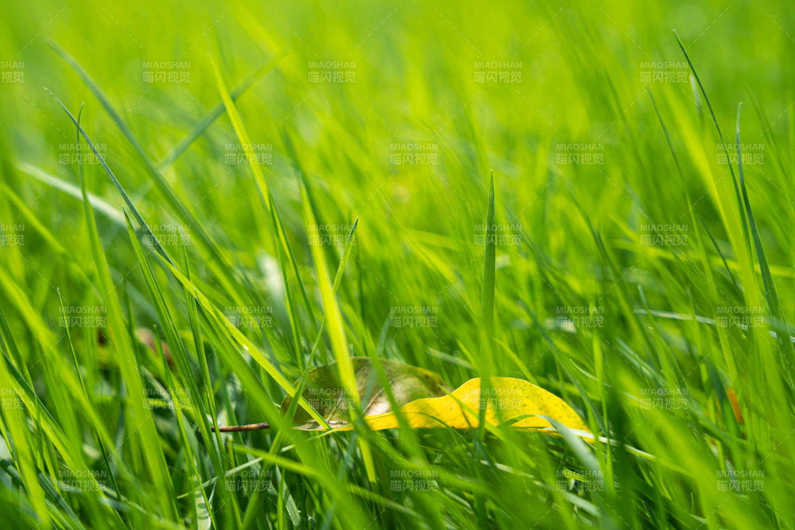绿草中的黄叶图片