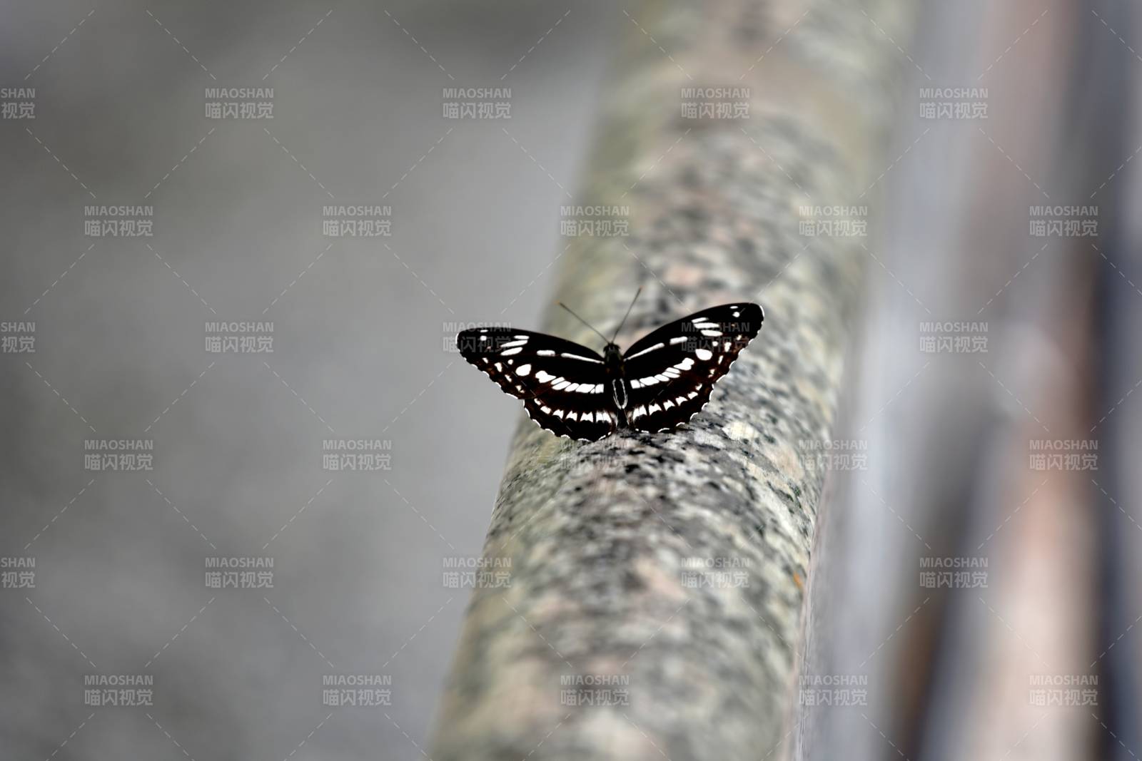 黑白蝶栖枝头图片