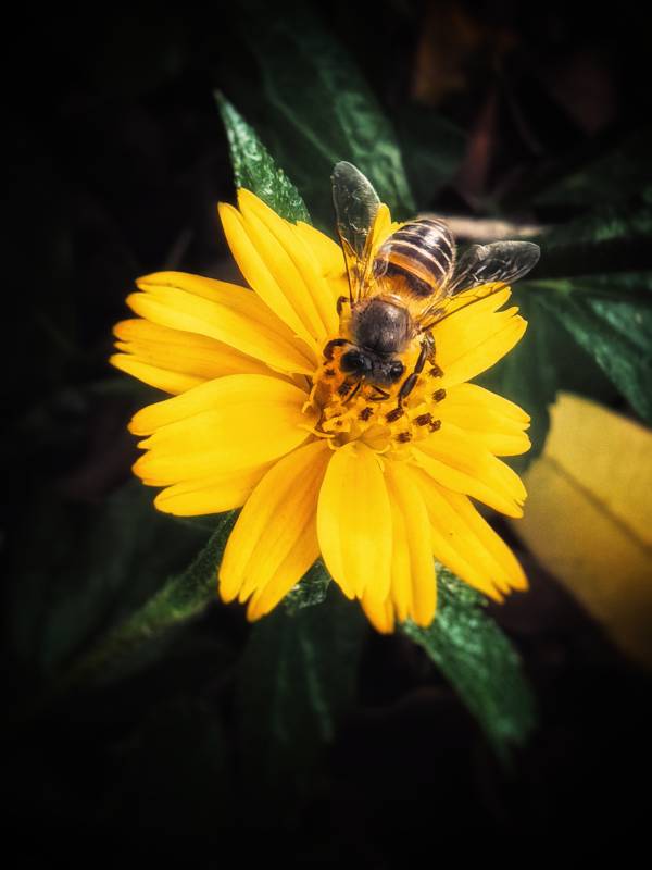 蜜蜂在可爱的黄花上采蜜图片