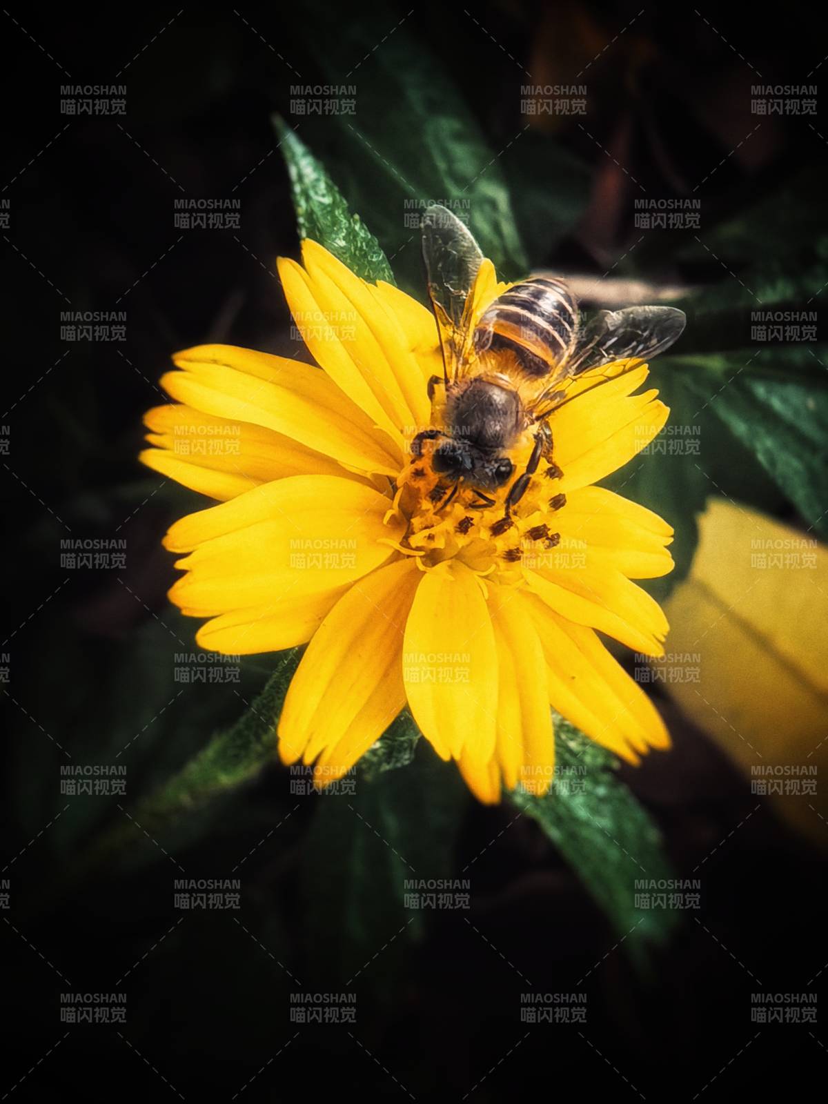 蜜蜂在可爱的黄花上采蜜图片