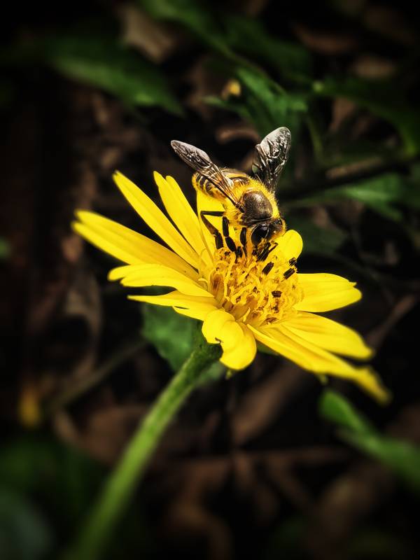 蜜蜂采蜜黄花上图片