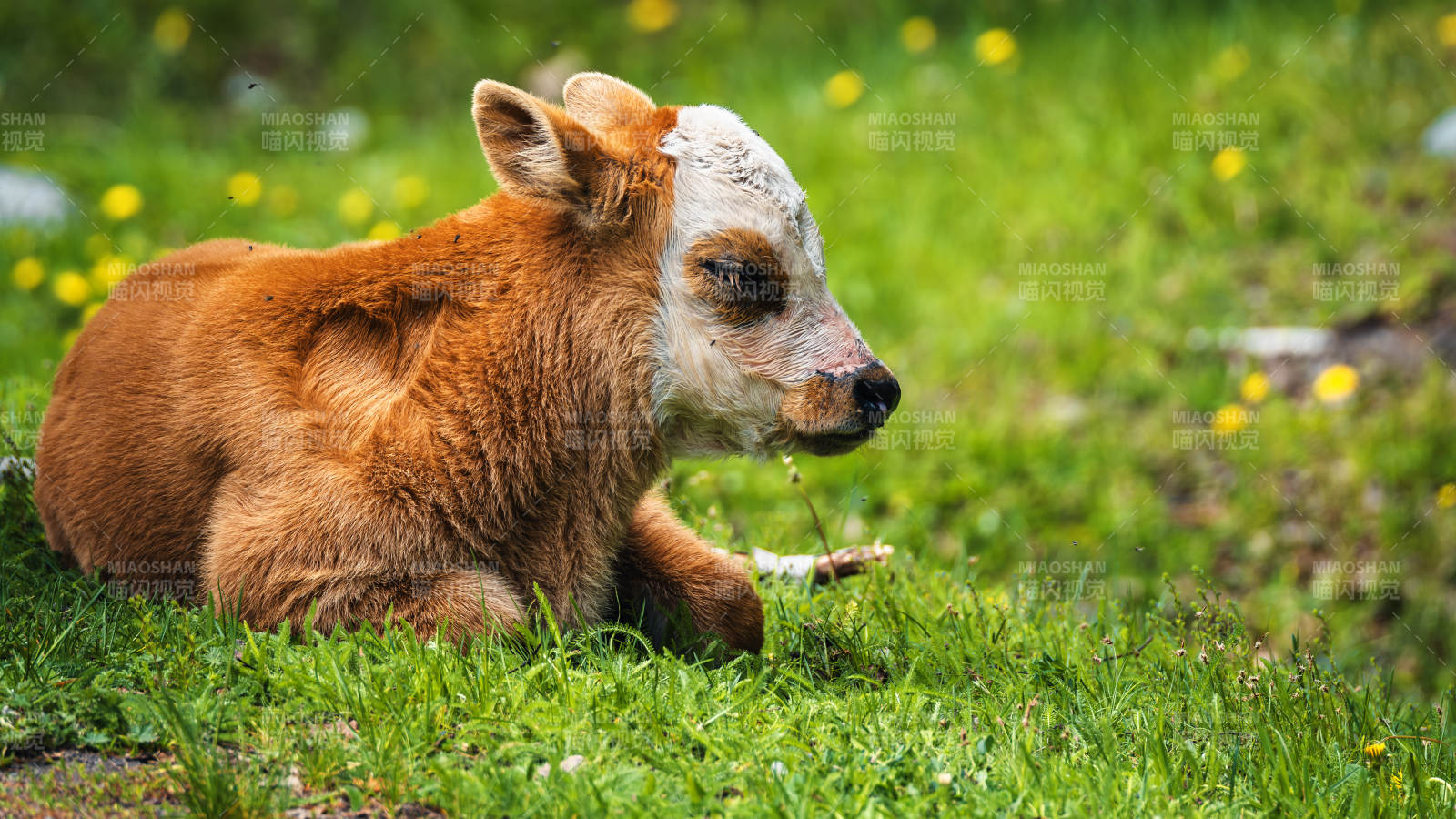 小牛躺草地图片