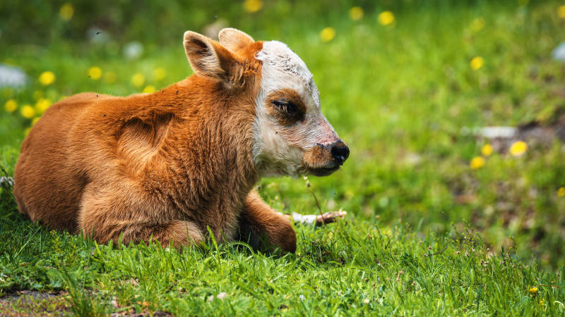 小牛躺草地图片