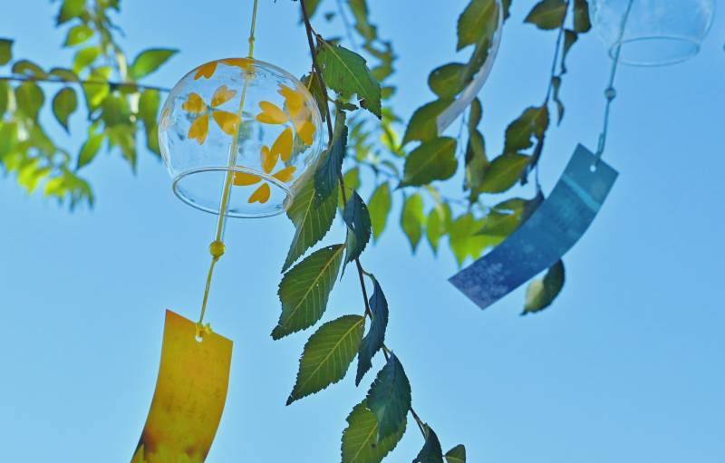 风铃叶影映蓝天图片