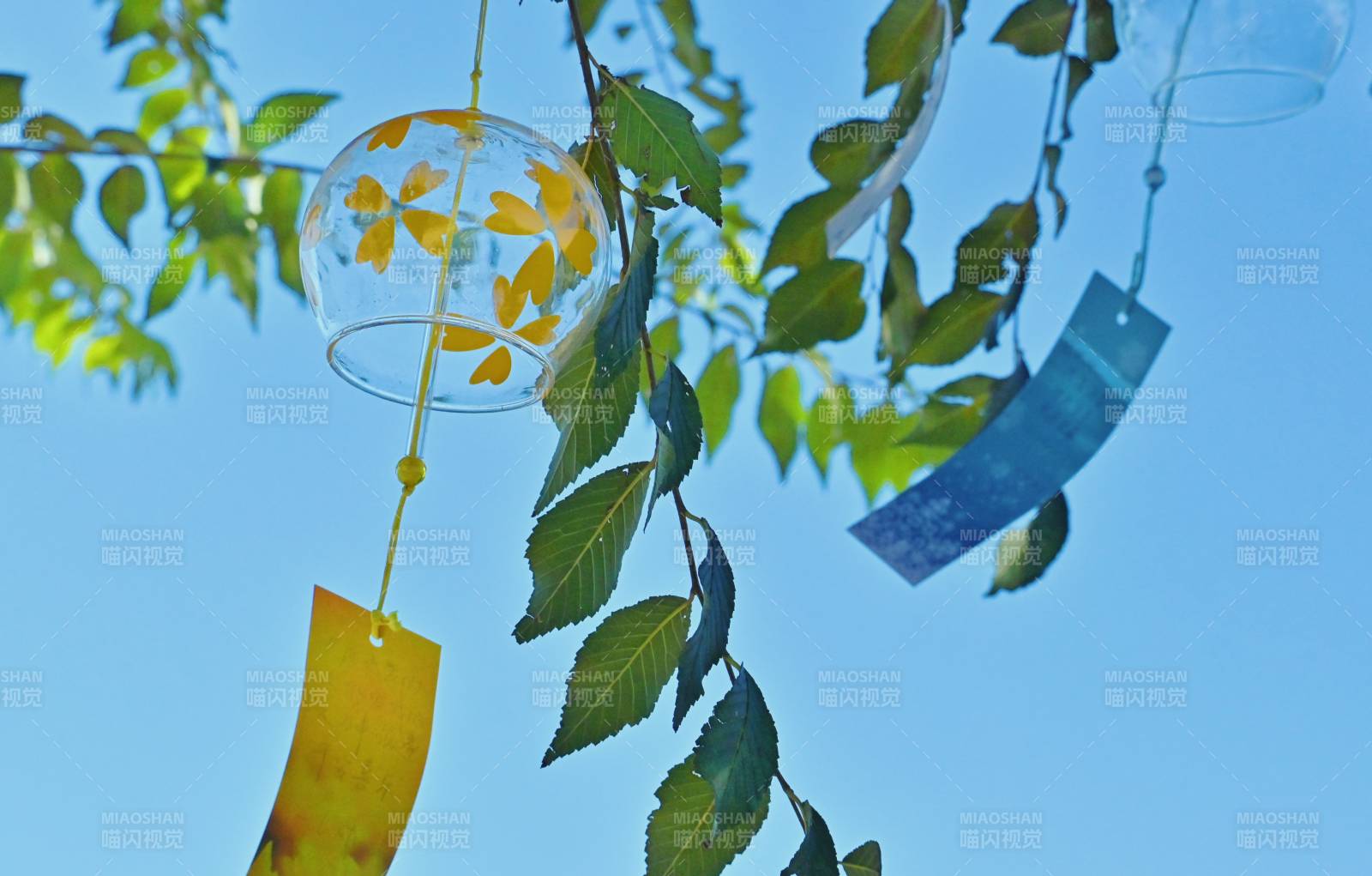 风铃叶影映蓝天图片