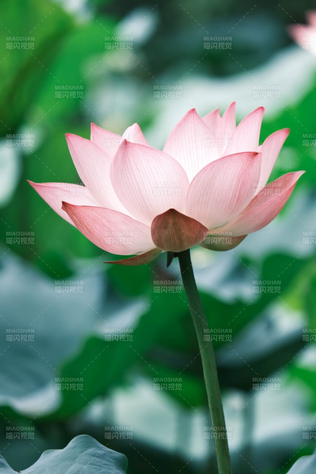 粉莲绽放图片